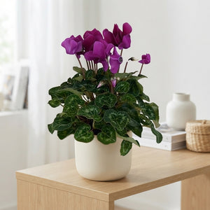 Dark Violet Persian Cyclamen (Cyclamen persicum) – 12cm Pot