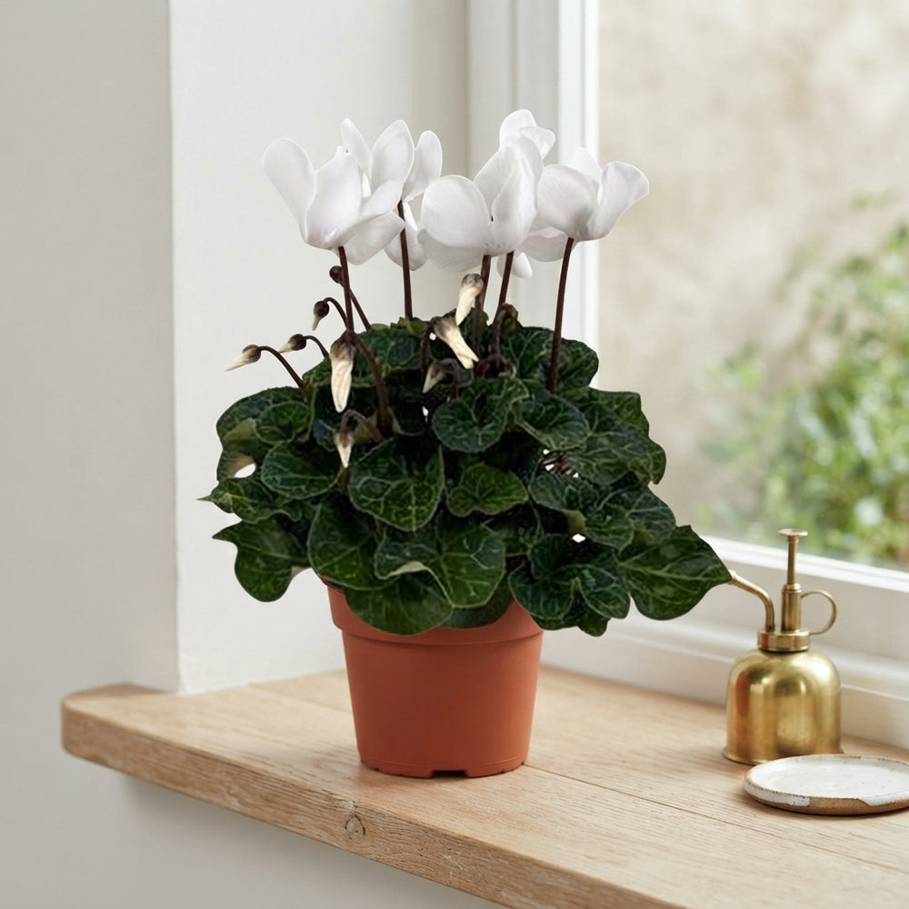 Red Persian Cyclamen (Cyclamen persicum) – 12cm Pot