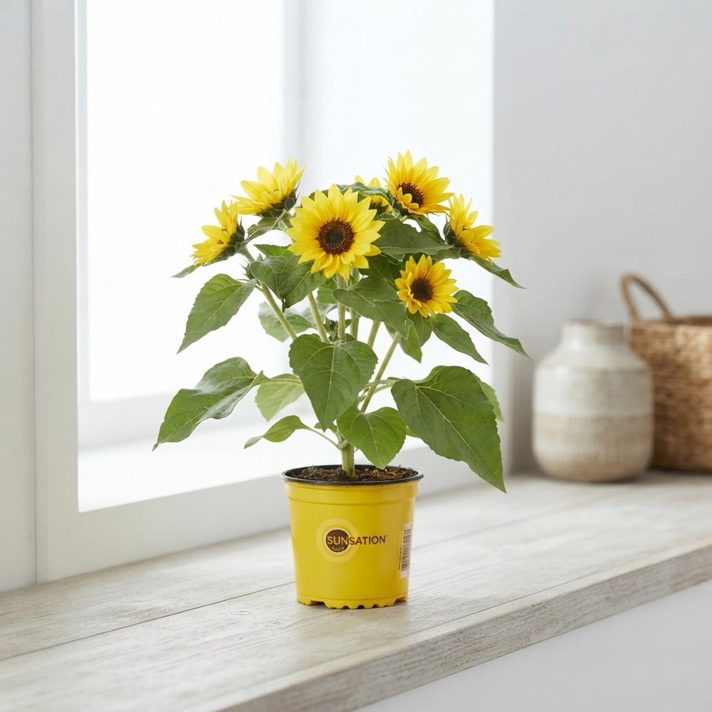 Yellow Sunflower ‘Sunsation’ (Helianthus annuus) – 13cm Pot