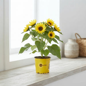Yellow Sunflower ‘Sunsation’ (Helianthus annuus) – 13cm Pot