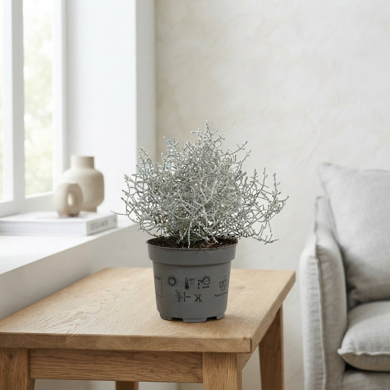 Cushion Bush (Leucophyta brownii) – 10.5cm Pot