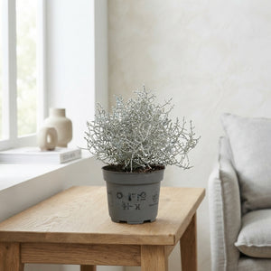Cushion Bush (Leucophyta brownii) – 10.5cm Pot