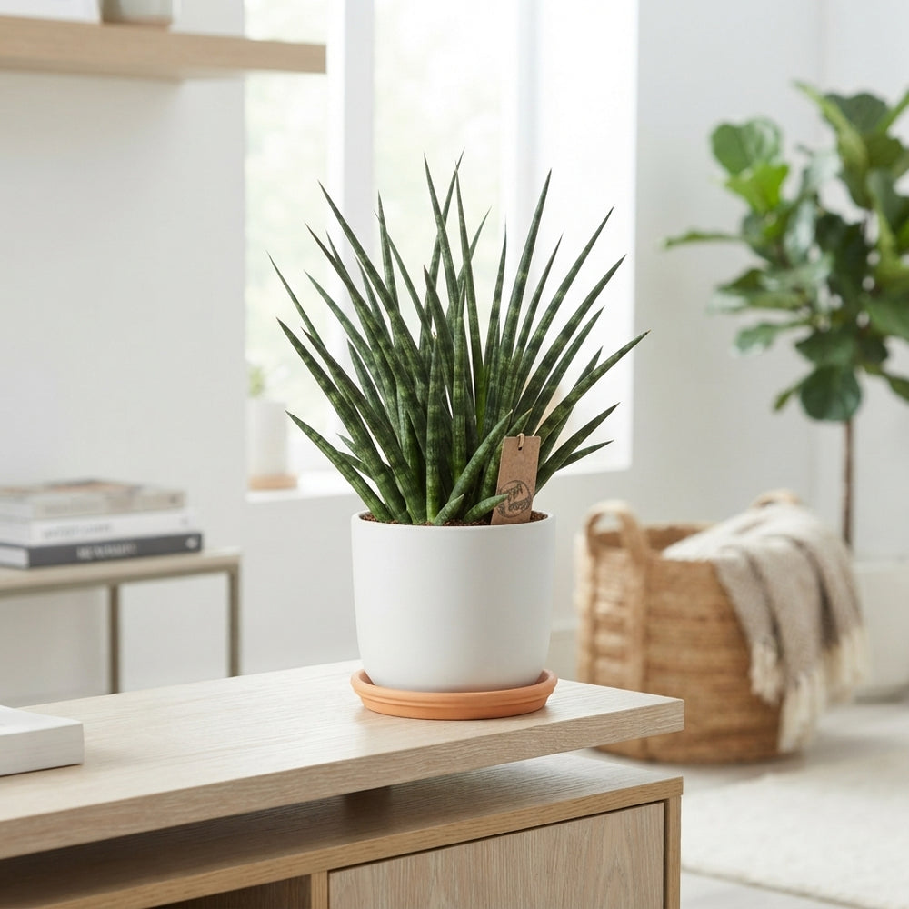Sansevieria Fernwood Punk – 12cm Pot, 35cm High