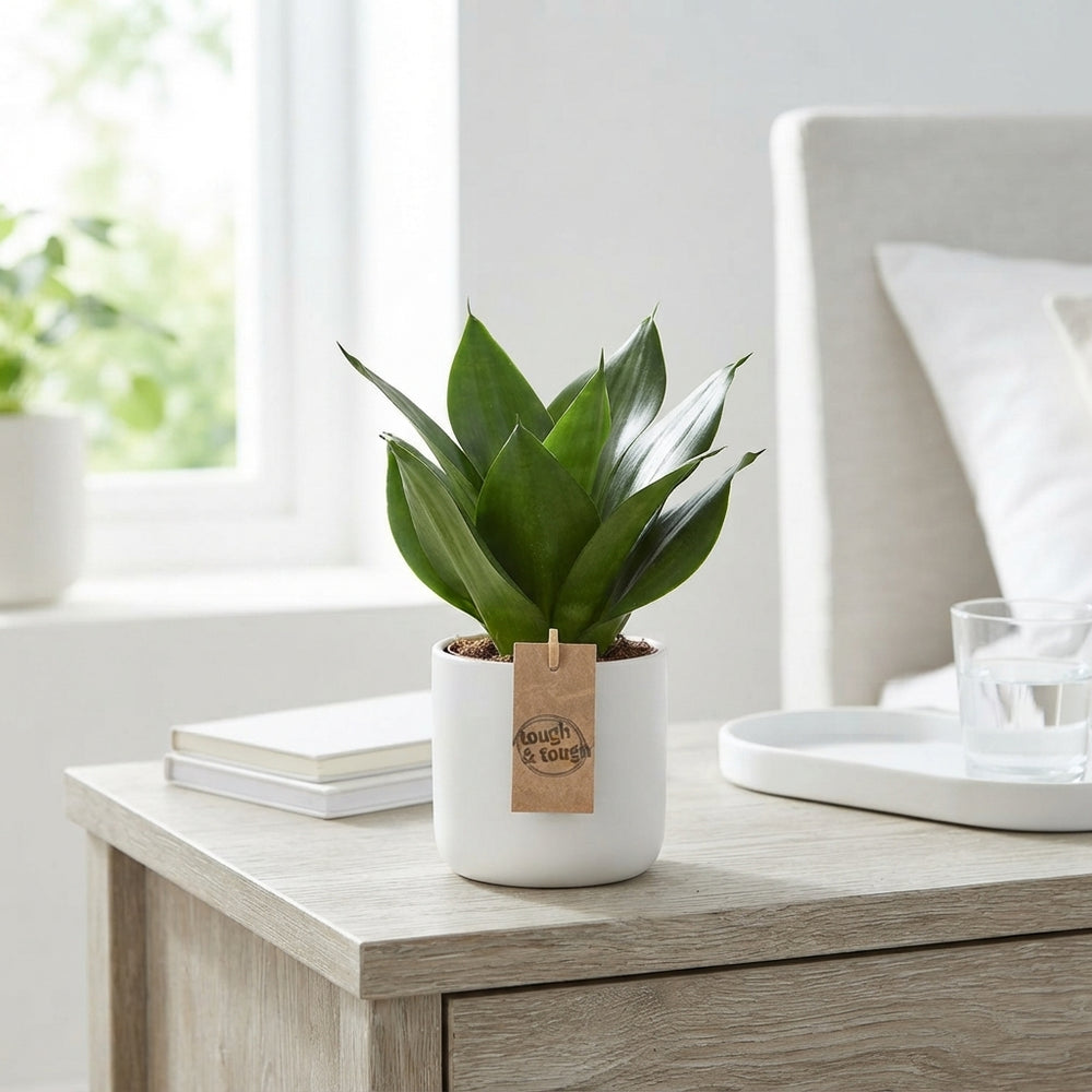Bird’s Nest Snake Plant (Sansevieria trifasciata ‘Hahnii’) – 12cm Pot