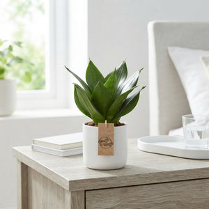 Bird’s Nest Snake Plant (Sansevieria trifasciata ‘Hahnii’) – 12cm Pot