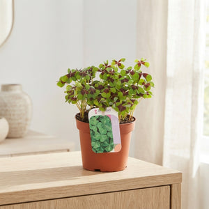 Iron Cross Oxalis (Oxalis deppei) – 13cm Pot