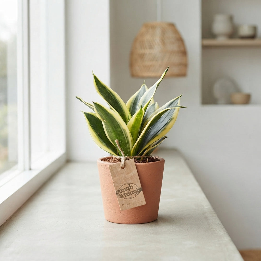 Bird's Nest Snake Plant (Sansevieria hahnii) – 9cm Pot