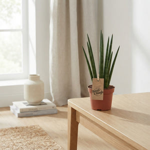 Sansevieria Mikado Snake Plant – 10.5cm Pot