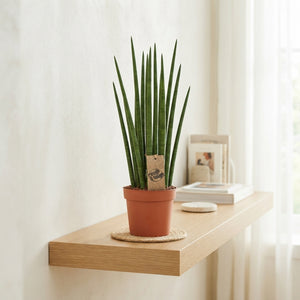 Sansevieria Mikado – 14cm Pot, 55cm High
