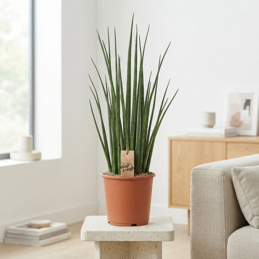 Sansevieria Mikado – 19cm Pot, 70cm High
