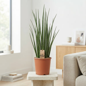 Sansevieria Mikado – 19cm Pot, 70cm High