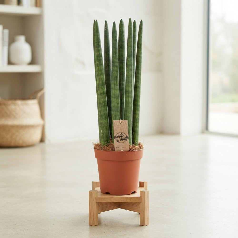 Straight Sansevieria (Sansevieria cylindrica) – 17cm Pot