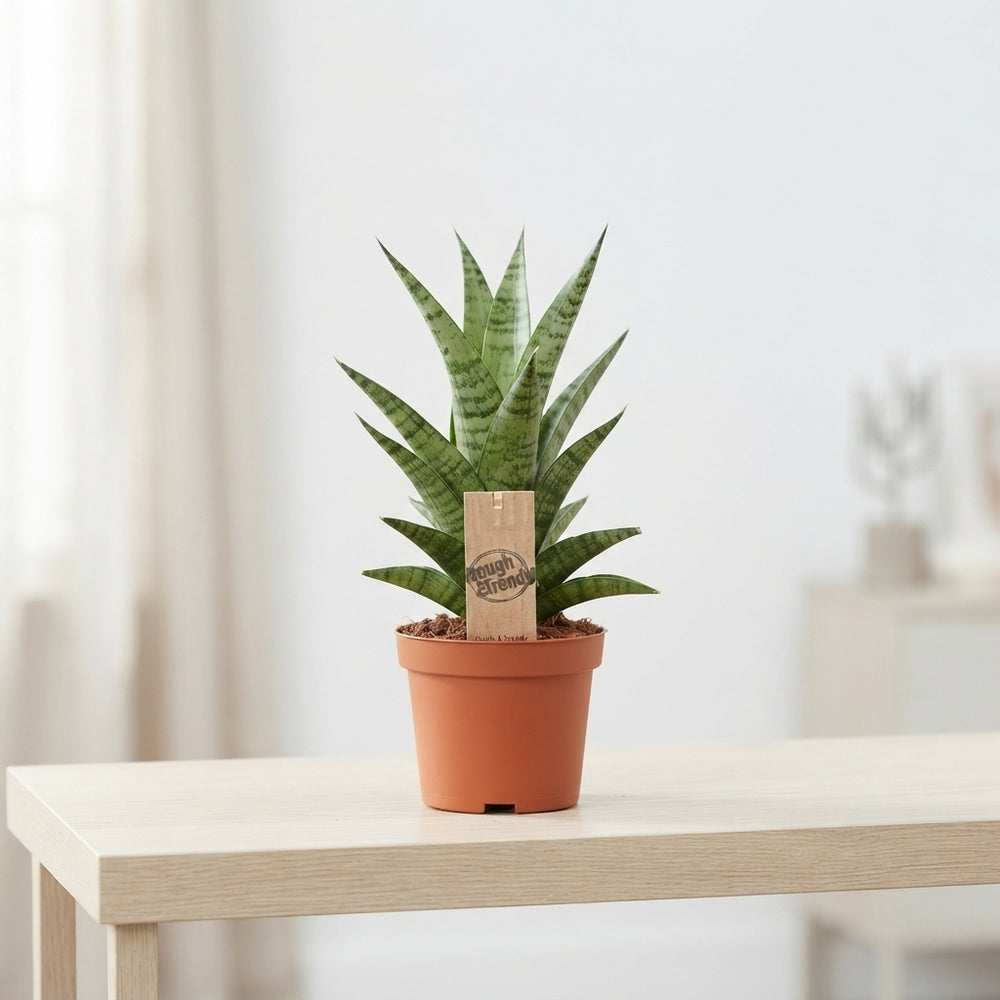 Sansevieria Cylindrica ‘Tough Lady’ – 10.5cm Pot