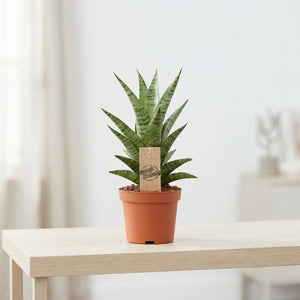 Sansevieria Cylindrica ‘Tough Lady’ – 10.5cm Pot