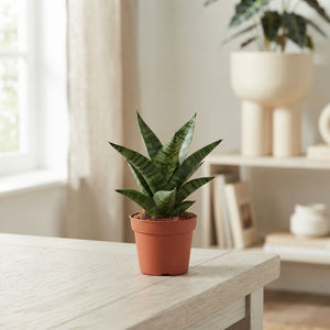 Sansevieria Tough Lady – 6cm Pot, 15cm High