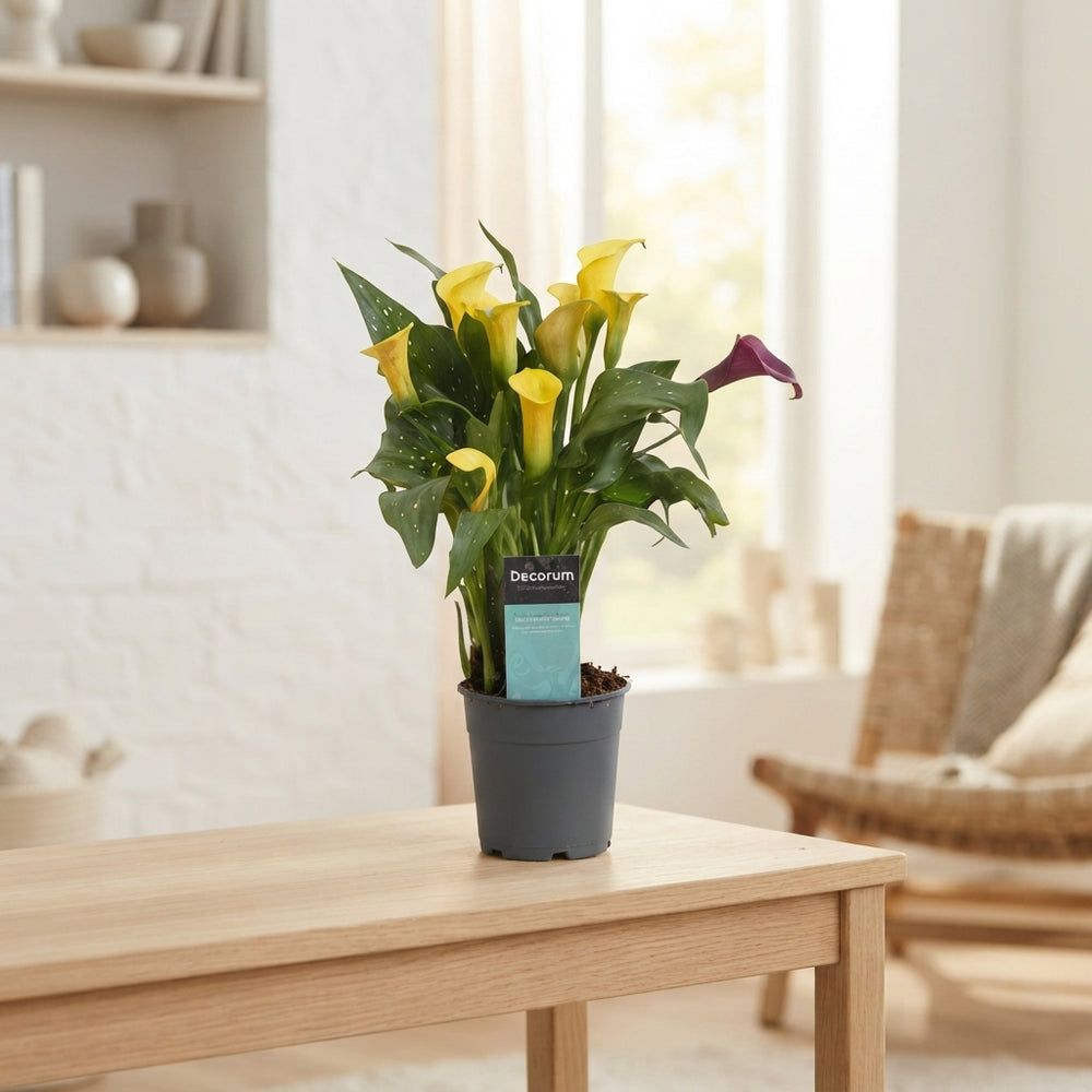 Mixed Zantedeschia Calla Lily – 12cm Pot, 35cm High