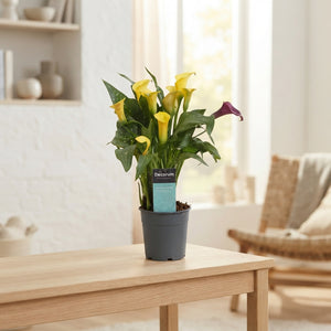 Mixed Zantedeschia Calla Lily – 12cm Pot, 35cm High