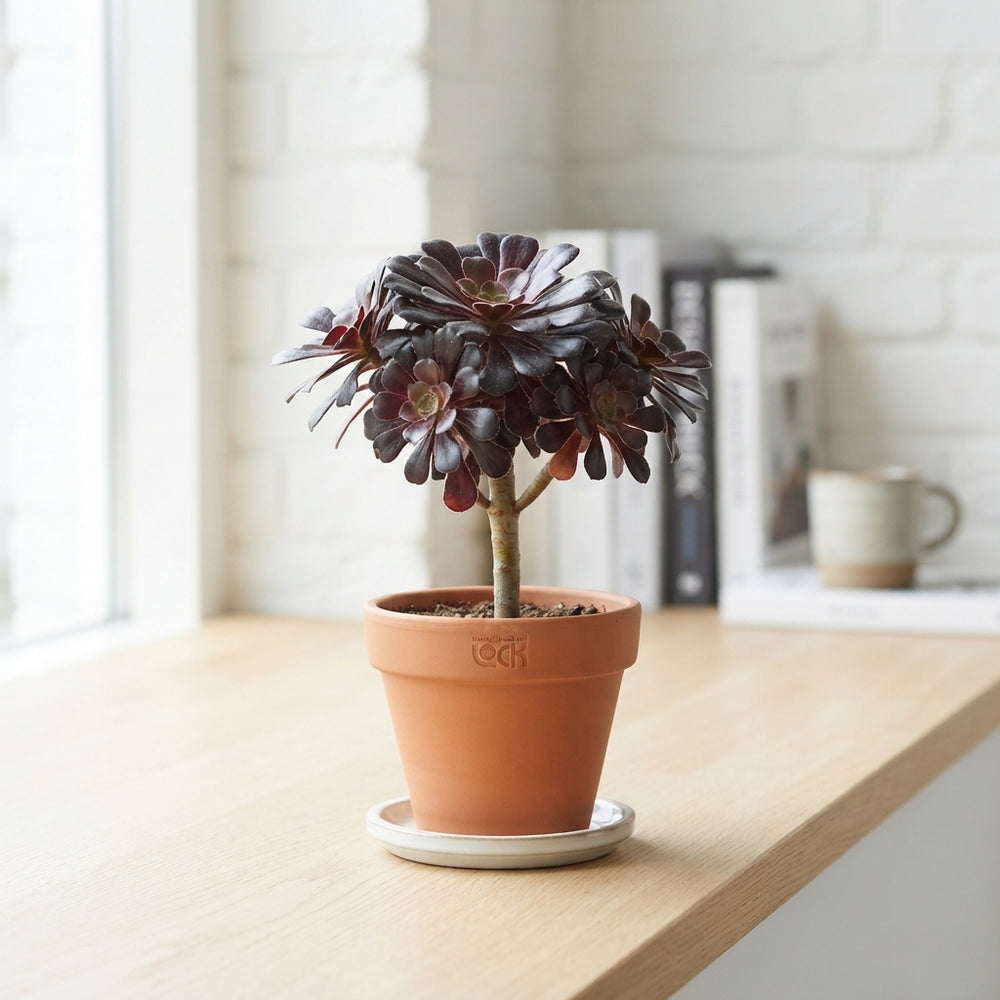 Black Aeonium (Aeonium nigrum) – 8.5cm Pot