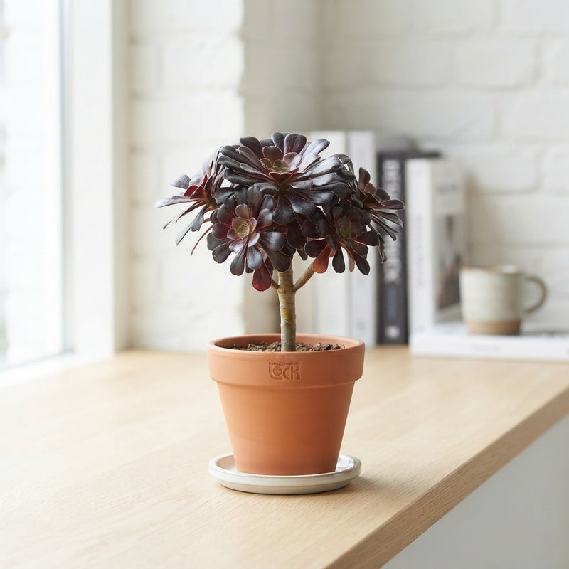 Black Aeonium (Aeonium nigrum) – 8.5cm Pot