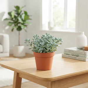 Sedum ‘Comic Tom’ – 8.5cm Pot