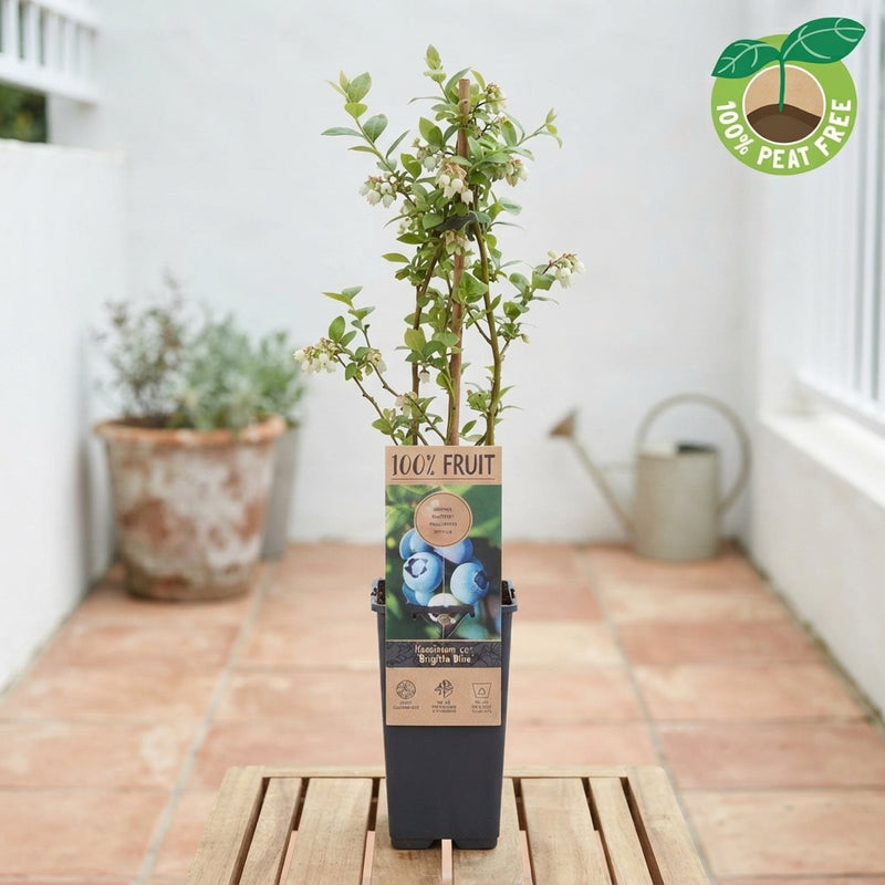 Brigitta Blue Blueberry Plant (Vaccinium) – 15cm Pot