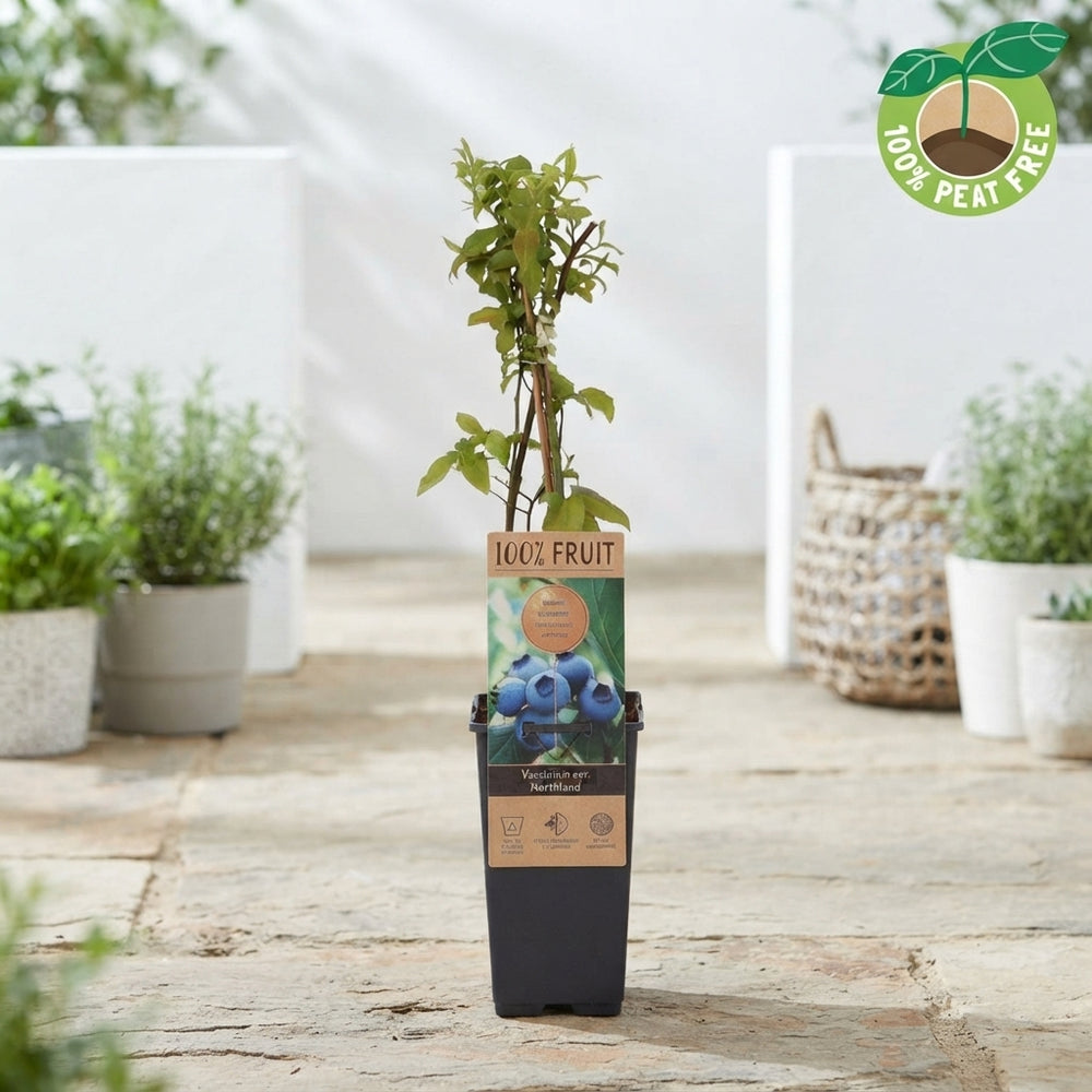 Northland Blueberry Plant (Vaccinium) – 15cm Pot