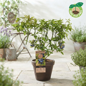 Patriot Blueberry Plant (Vaccinium) – 15cm Pot