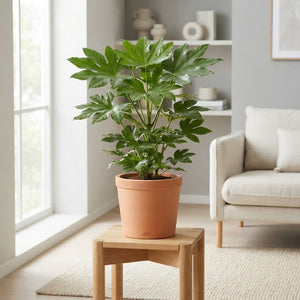 Japanese Aralia (Fatsia japonica) – 17cm Pot