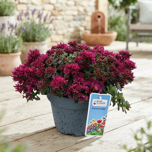 Sedum ‘Spot On Pink’ – 19cm Pot, 40cm High