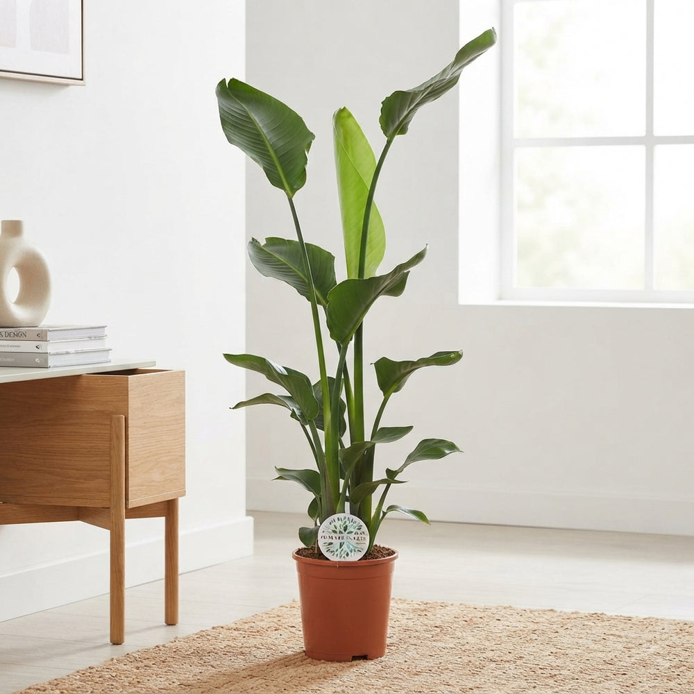 Bird of Paradise Plant (Strelitzia nicolai) – 21cm Pot