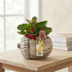 Arrangement of Lying Oak Branches – 16cm Ornamental Pot