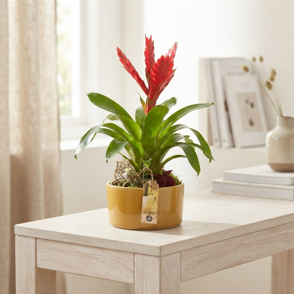 Luxury Indoor Plant Arrangement – 18cm Ceramic Dish