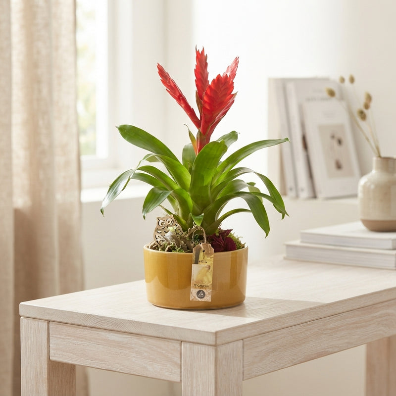 Luxury Indoor Plant Arrangement – 18cm Ceramic Dish
