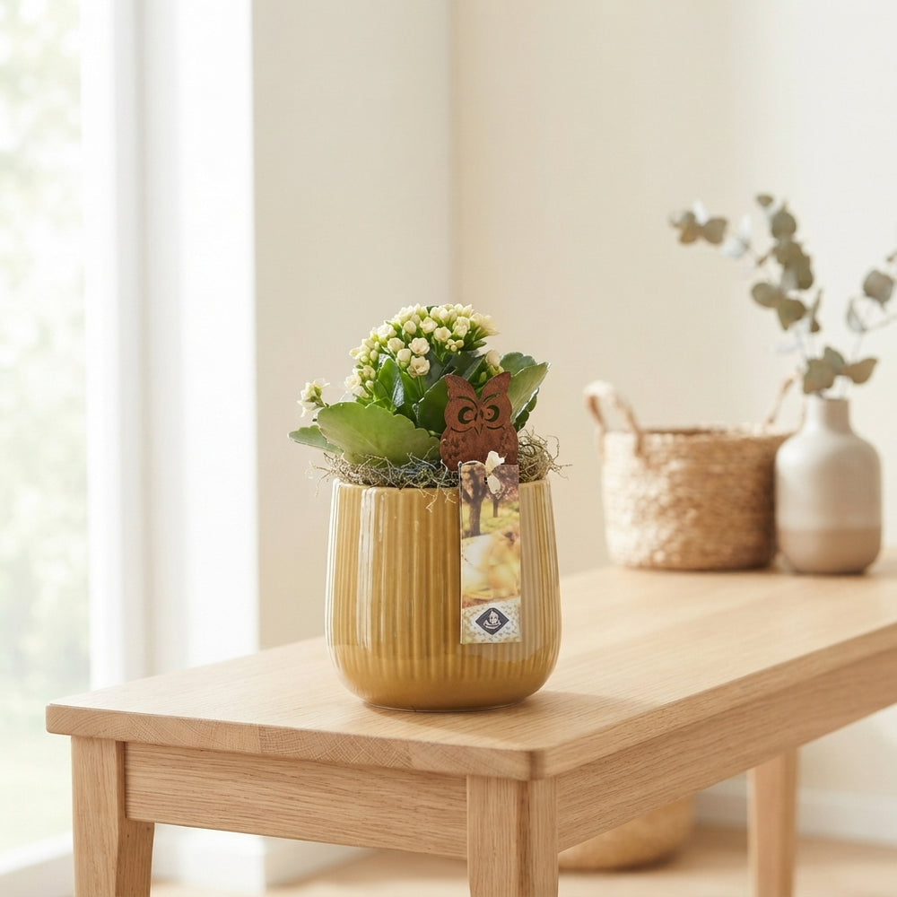 Mixed Plant Arrangement in Ceramic Pot – 12cm