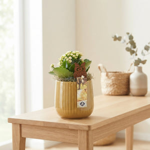 Mixed Plant Arrangement in Ceramic Pot – 12cm