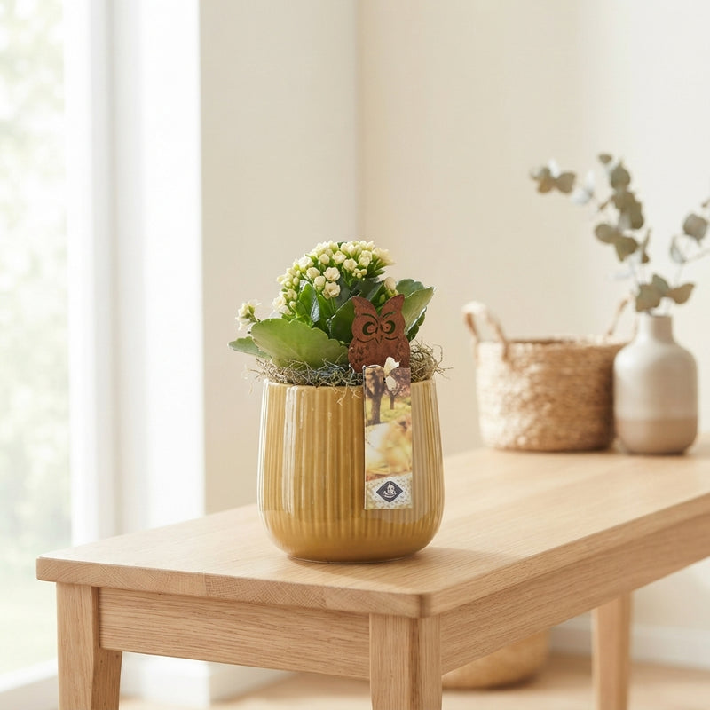 Mixed Plant Arrangement in Ceramic Pot – 12cm