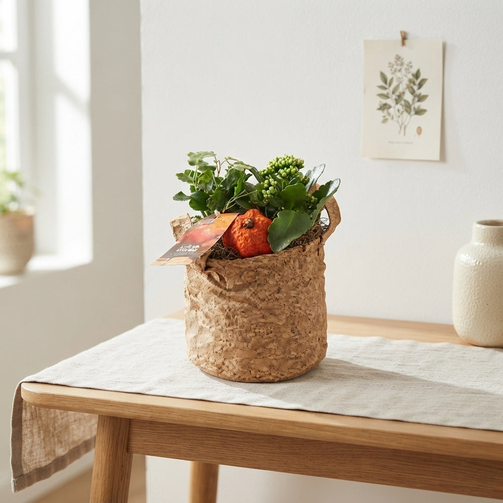 Orange Indoor Plant Arrangement – 18cm Pot