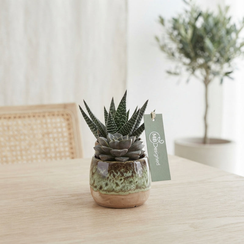 Succulent Arrangement in Brown and Green Ceramic Pot – 20cm