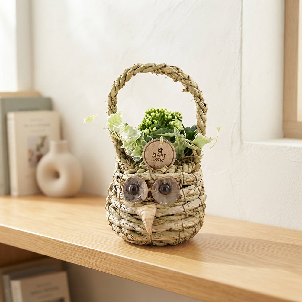Indoor Plant Arrangement in Wicker Basket – 15cm Pot