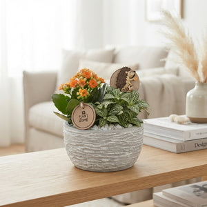 Orange and White Nerve Plant Arrangement – 15cm Ceramic Pot