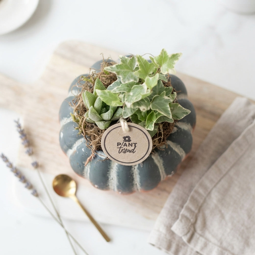 Indoor Plant Arrangement in Ceramic Pumpkin Pot – 15cm