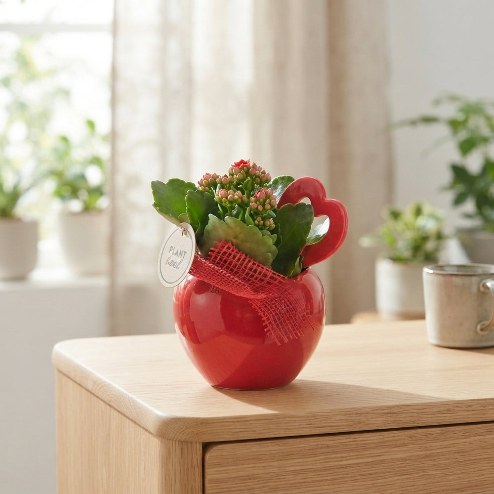 Glossy Ceramic Mixed Plant Arrangement – 12cm Pot