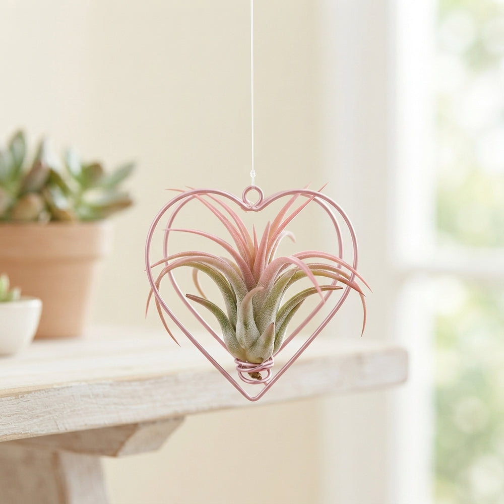 Air Plant Metal Heart Hanging Arrangement – 9cm