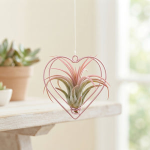 Air Plant Metal Heart Hanging Arrangement – 9cm