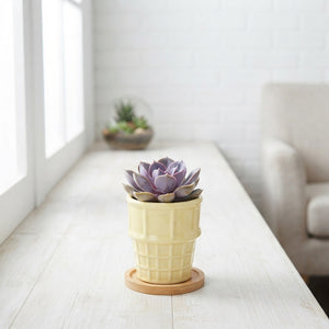 Ice Cream Colour Mix Succulent – 8cm Pot
