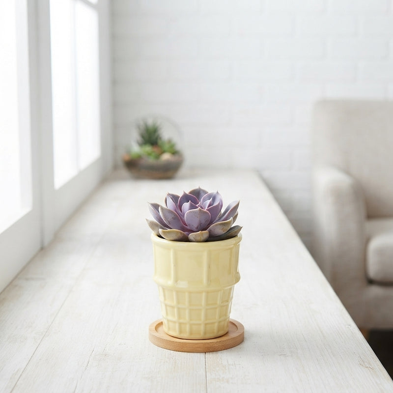 Ice Cream Colour Mix Succulent – 8cm Pot