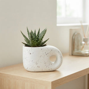 Truly Succulent Arrangement in Modern Pebble Pot – 15cm