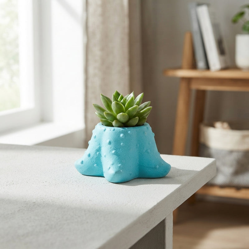 Starfish Succulent Arrangement – 12cm Ceramic Pot