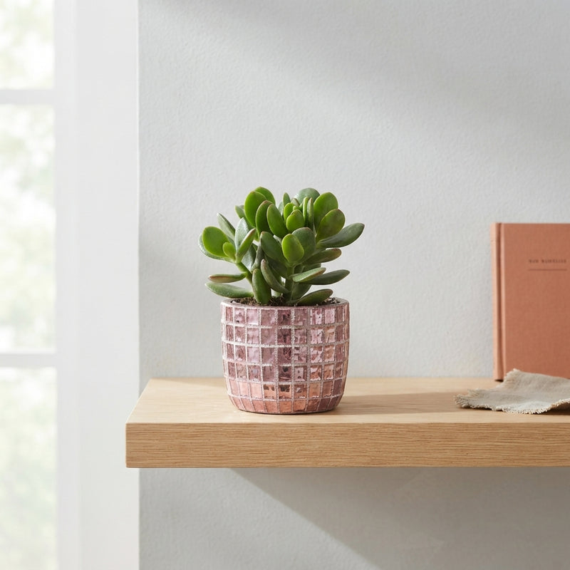 Mixed Succulent Arrangement – 10cm Pot