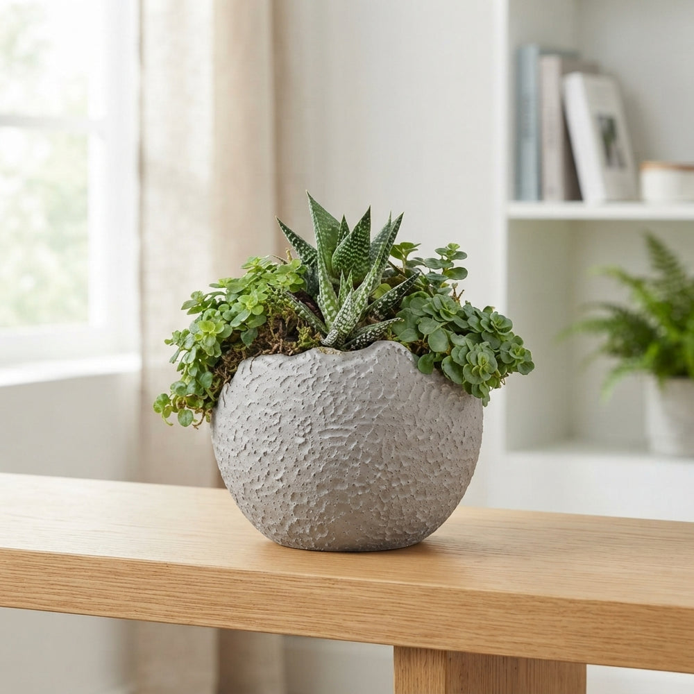 Green Globe Plant Arrangement – 13cm Ceramic Bowl